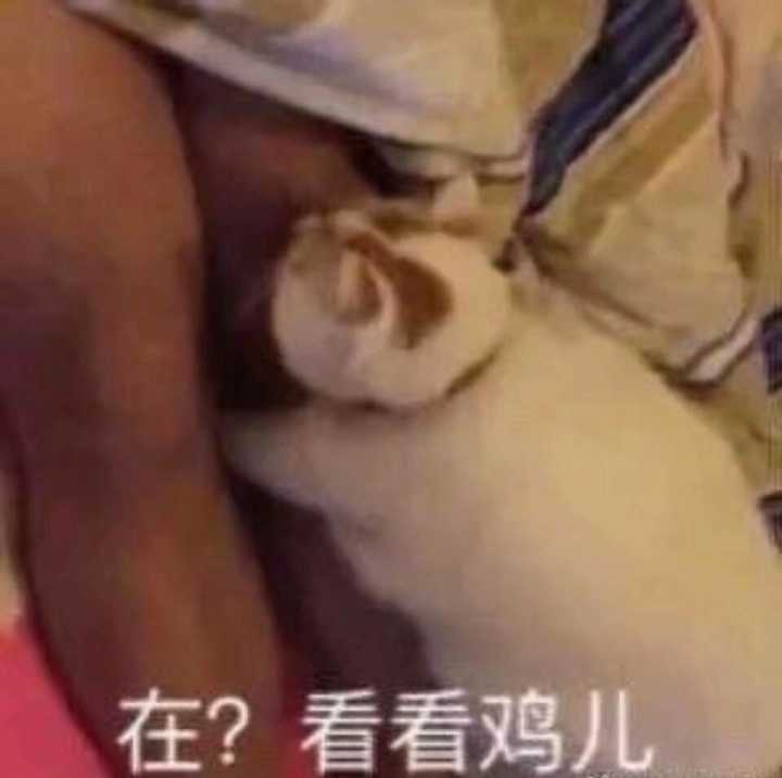 在？看看鸡儿