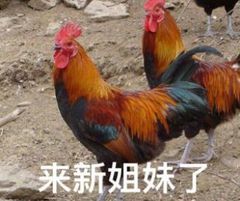 来新姐妹了