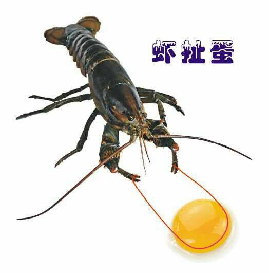 虾扯蛋