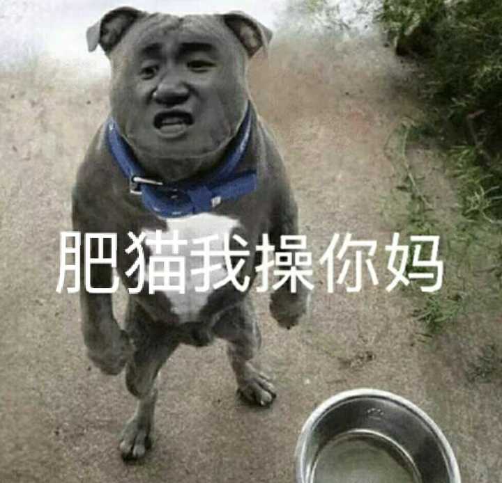 肥猫我换你妈