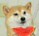 小黄狗吃西瓜