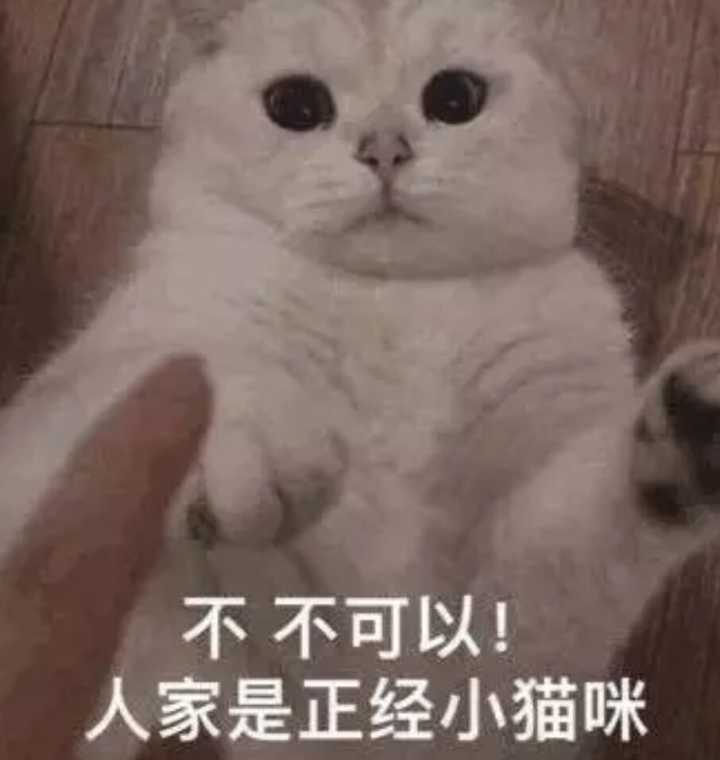 不不可以！人家是正经小猫咪