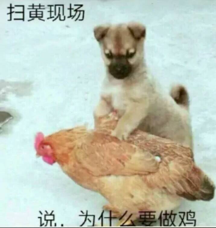 扫黄现场，说为什么做鸡