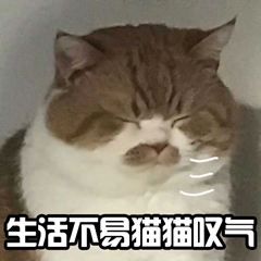 生活不易猫猫叹气