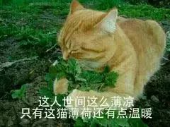 这人世间这么薄凉，只有这猫薄荷还有点温暖