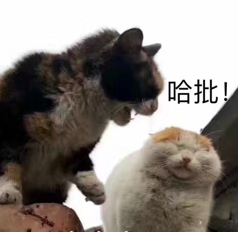 哈批