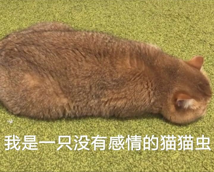 我是一只没有感情的猫猫虫