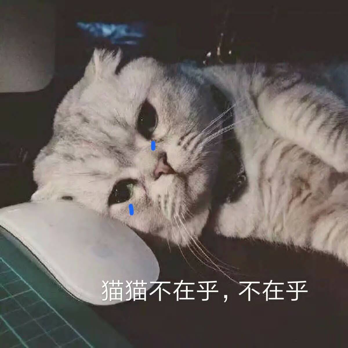 猫猫不在乎，不在乎