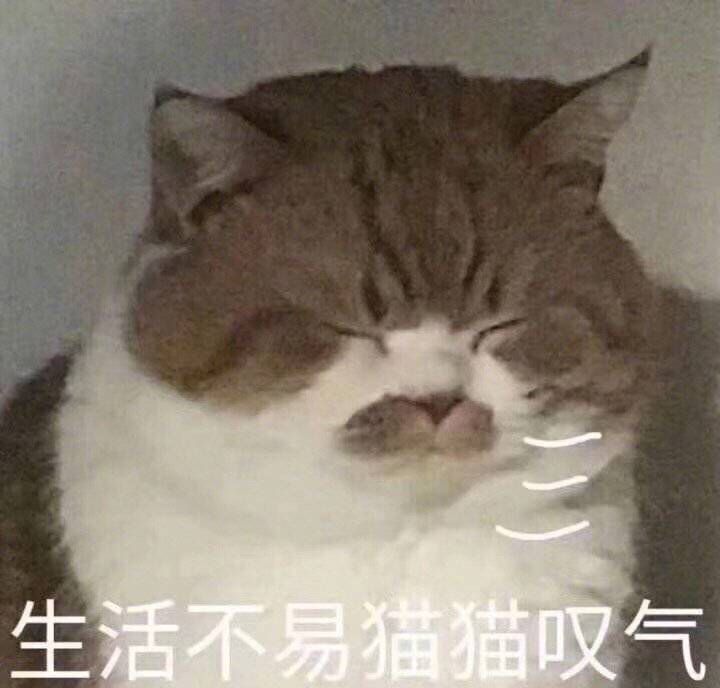 生活不易猫猫叹气