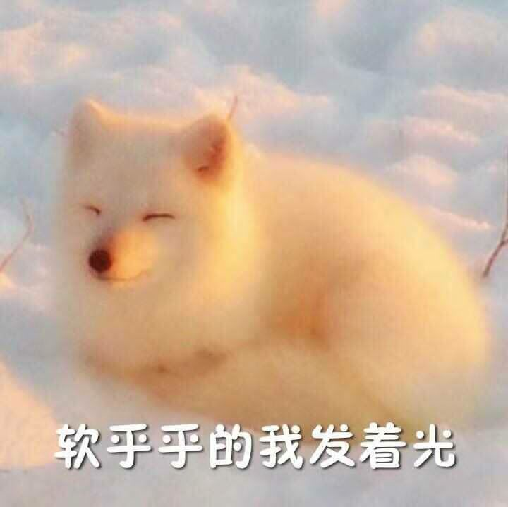 软乎乎的我发着光