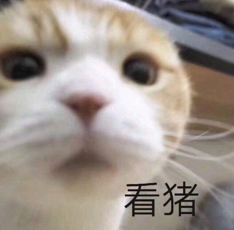 看猪