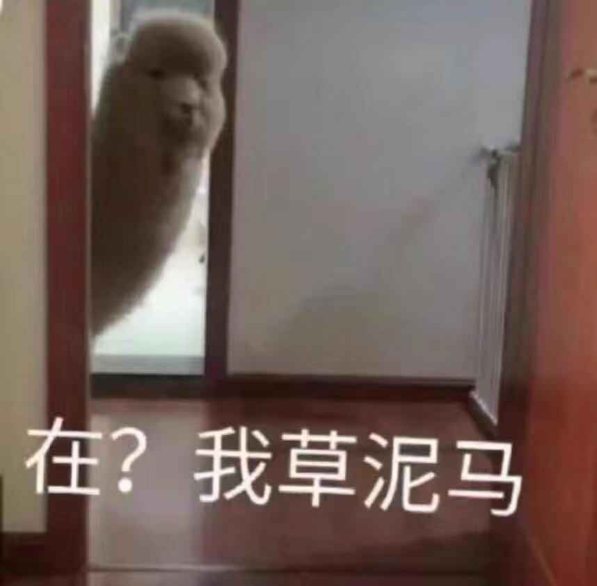 在？我草泥马