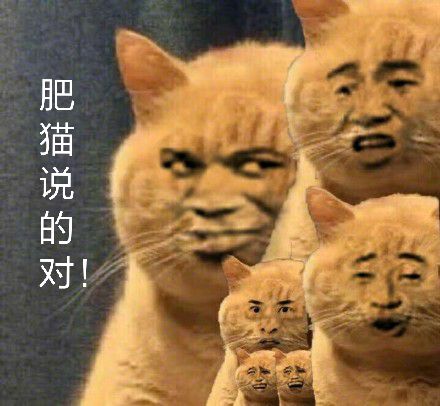 肥猫说的对