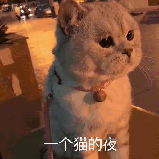 一个猫的夜