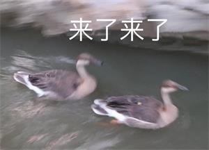 来了来了