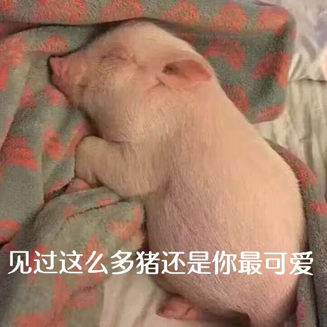 见过这么多猪，还是你最可爱