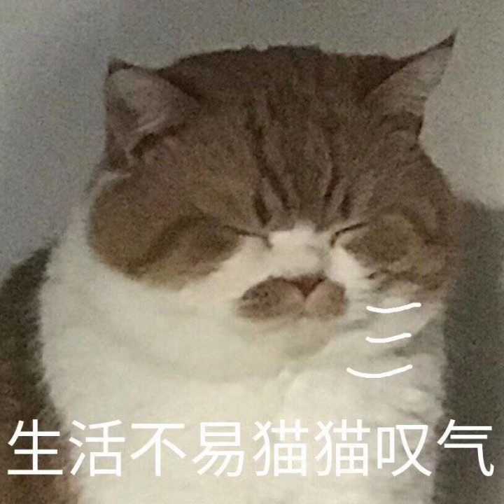 生活不易，猫猫叹气