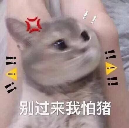 别过来我怕猪