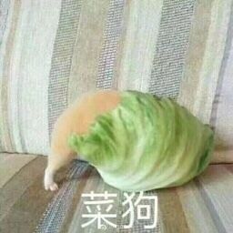 菜狗