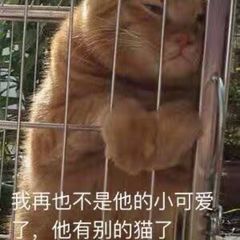 我再也不是他的小可爱，他有别的猫了