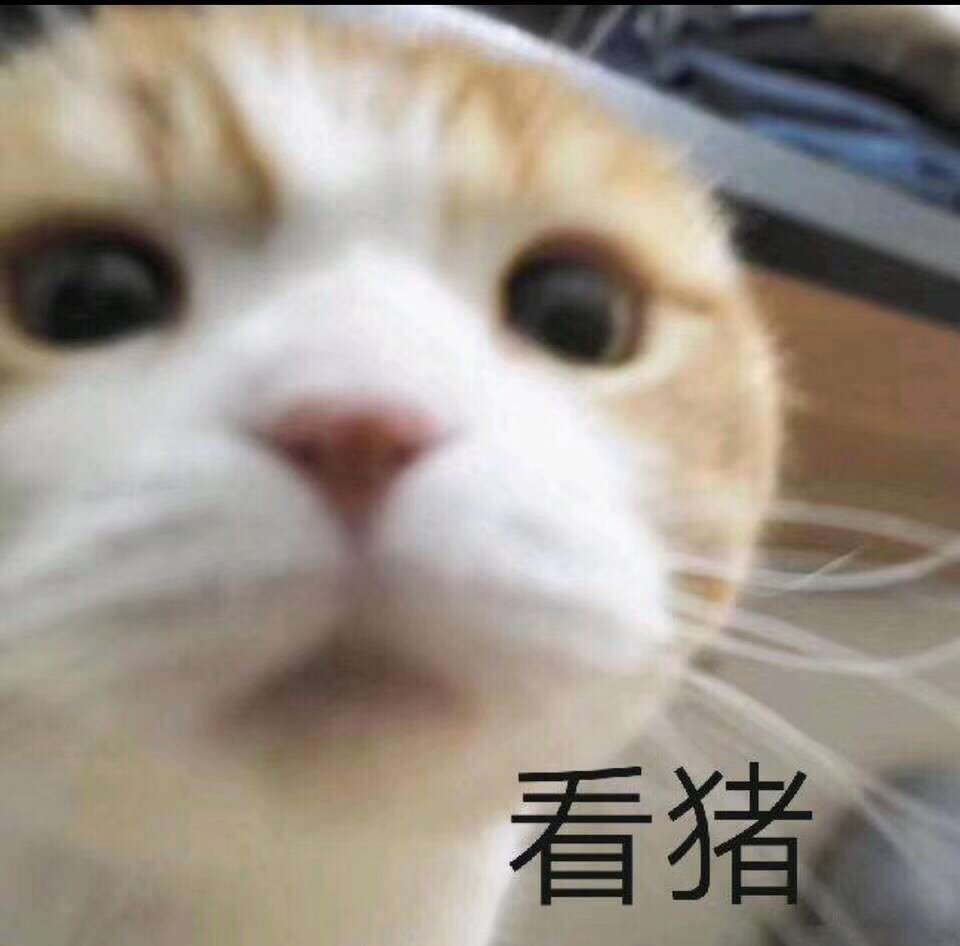 看猪