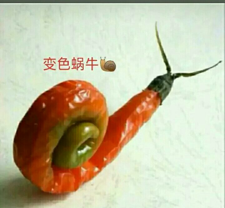 变色蜗牛