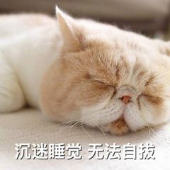 沉送睡觉，无法自拔！