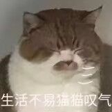 生活不易猫叹气