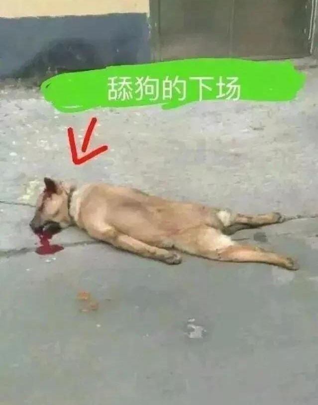 舔狗的下场