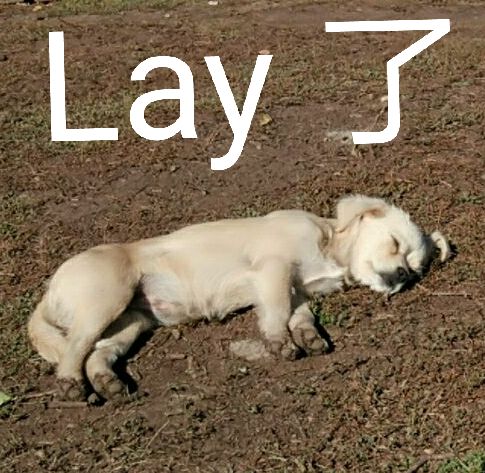 Lay了（累了）