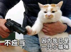 一不应当因为我只是只小猫咪