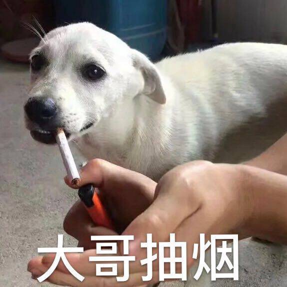 犬哥抽烟