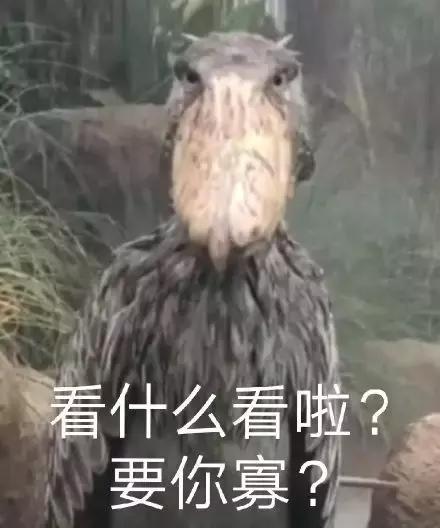 看什么看啦？要你寡？