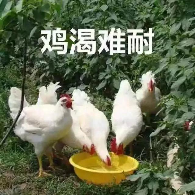 鸡渴难耐