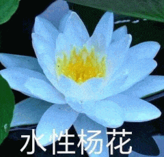 水性杨花