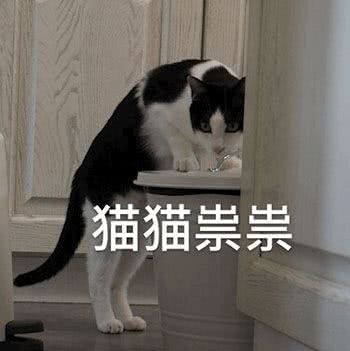 猫猫祟崇