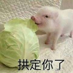 拱定你了