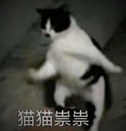 猫猫祟祟