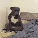 狗狗睡了