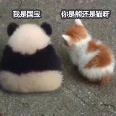 我是国宝你是熊还是猫呀