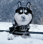 狗狗吃雪