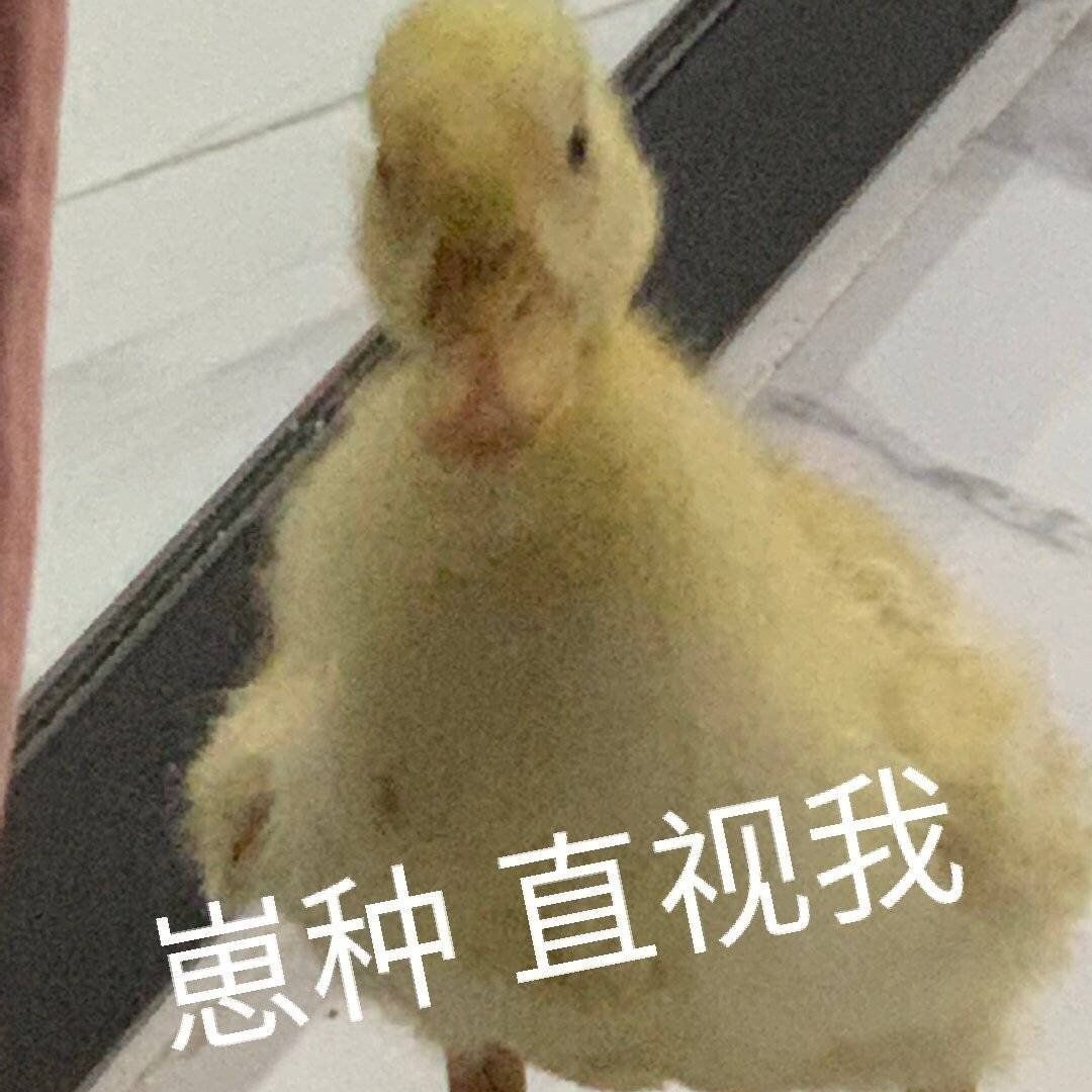 崽种直视我