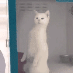 疑问小猫