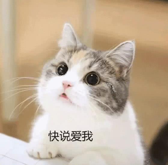 快说爱我