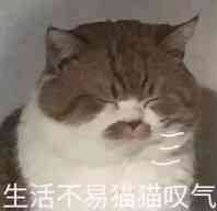 生活不易猫猫叹气