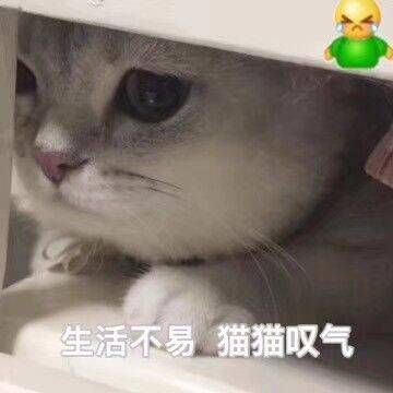 生活不易，猫猫叹气