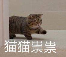 猫猫祟祟