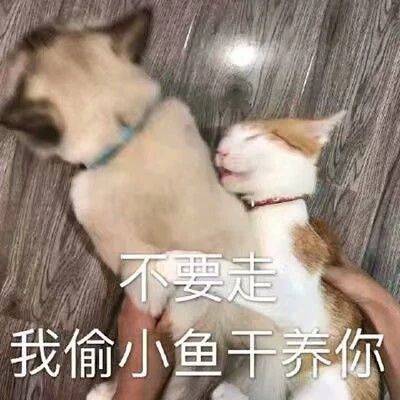 不要走，我偷小鱼干养你