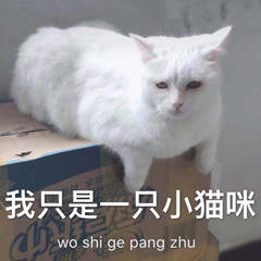 我只是一只小猫咪