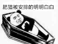 肥猫被安排的明明白白